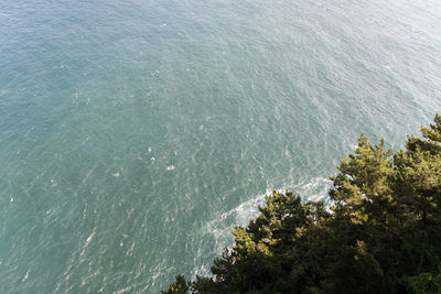 High angle view of trees by sea