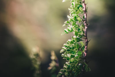 Close-up of fern