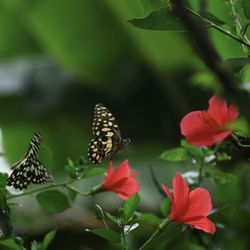 Close-up of butterfly pollinating on flower