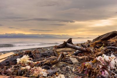 Driftwood and garbage at beach against sky during sunset