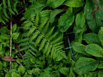 Full frame shot of fresh green leaves