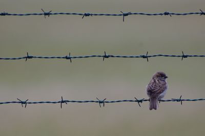 Birds on a barbed wire