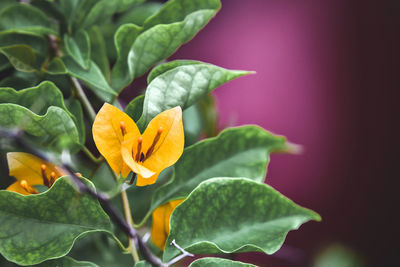 Close-up of orange flowering plant