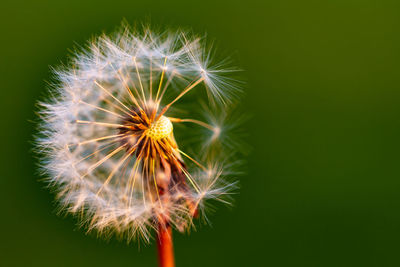 Close-up of dandelion flower