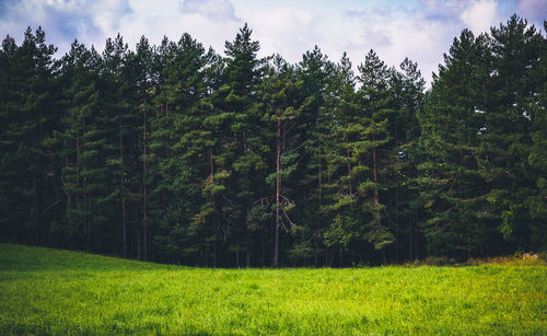 Scenic view of grassy field against sky
