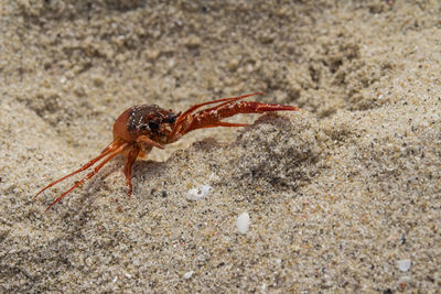 Close-up of crab on beach