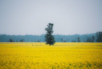 Scenic view of field against clear sky