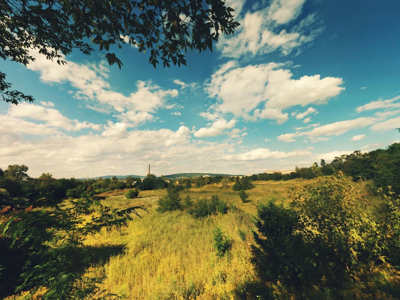 tree, sky, growth, built structure, beauty in nature, architecture, field, landscape, cloud - sky, nature, tranquility, tranquil scene, rural scene, building exterior, scenics, cloud, blue, flower, plant, no people