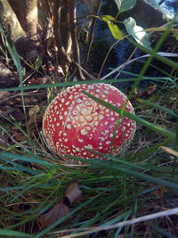 Close-up of fly agaric mushroom on field