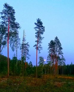 Pine trees on field against sky