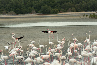 Flock of birds in lake