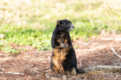 Fox squirrel sciurus niger shermani on its haunches as it watches from a grass field