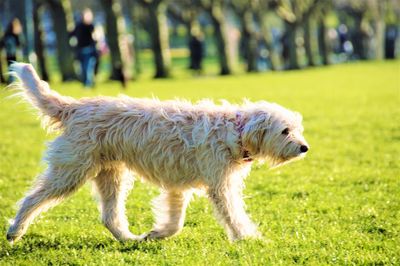 Full length of dog walking on field