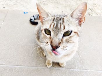 High angle portrait of cat sitting outdoors