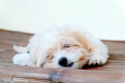 Close-up portrait of white dog lying down