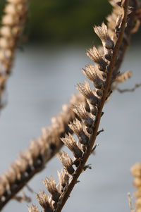 Close-up of dead plant