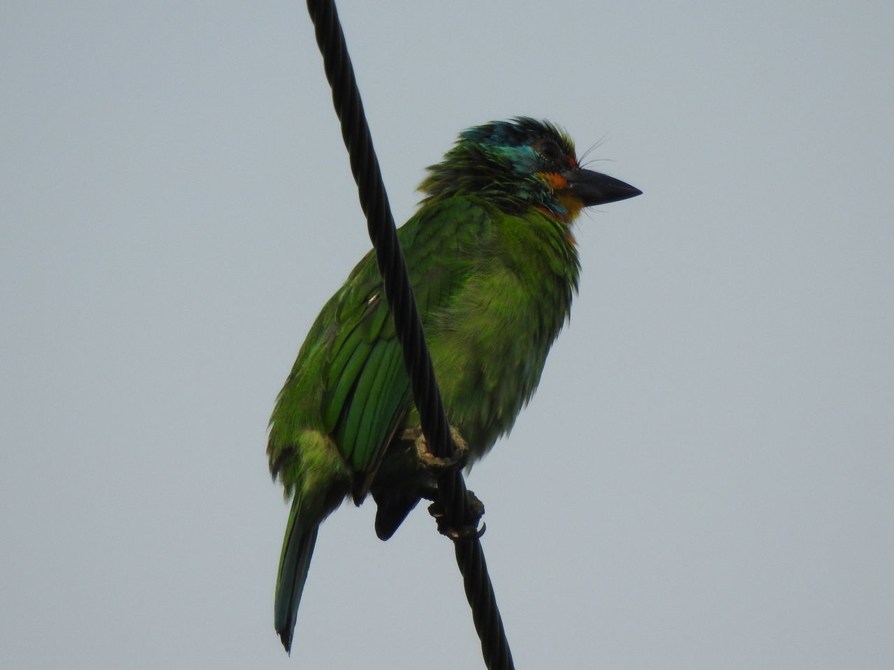 BIRD PERCHING ON A BRANCH