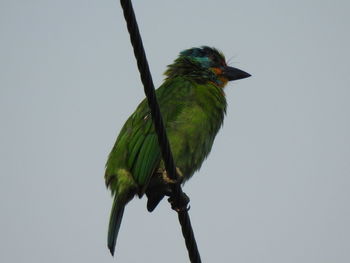 Low angle view of bird perching on a branch