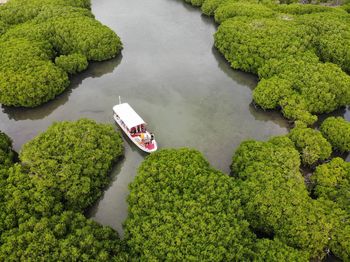High angle view of green leaves