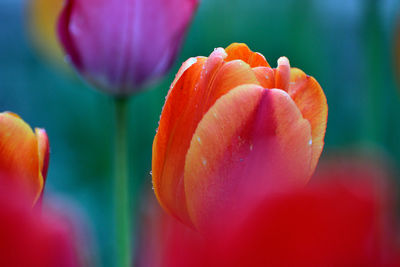 Close-up of red tulip