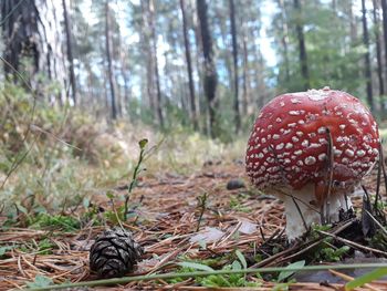 Close-up of mushroom growing on field