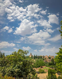 Trees against sky