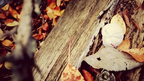 Close-up of leaves on wood
