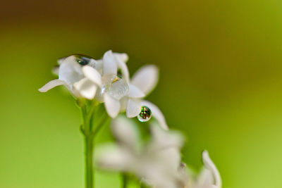 Close-up of white flowering plant