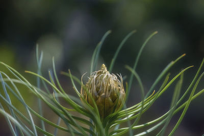 Close-up of fly on flower