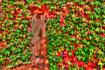 High angle view of red flowering plants on field