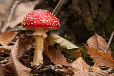 Close-up of fly agaric mushroom