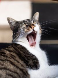 Close-up of cat yawning