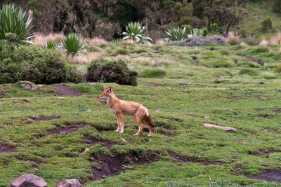 High angle view of a fox against landscape