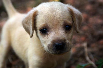 Close-up portrait of cute puppy