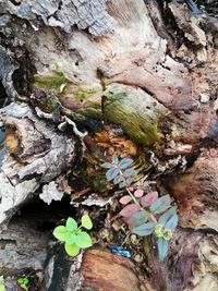 Close-up of tree trunk