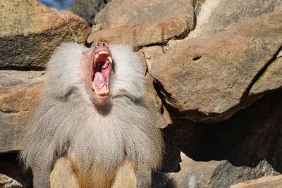 Close-up of monkey yawning