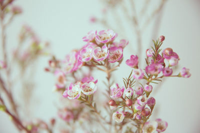 Close-up of pink flowers