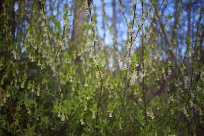 Close-up of flowering plants on land