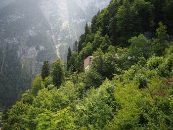 Scenic view of forest