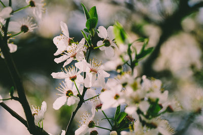 Close-up of flowers on branch