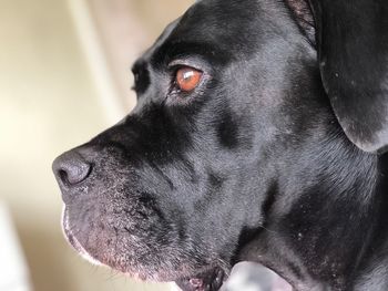 Close-up of black dog at home