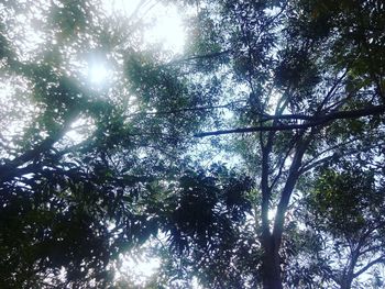 Low angle view of trees against sky