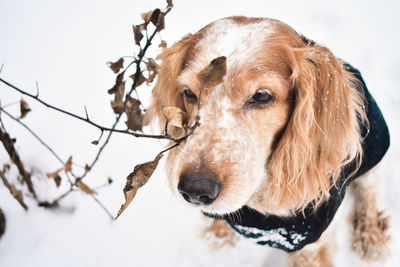 My dog sitting in the garden