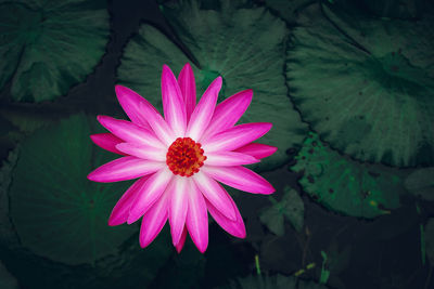 Close-up of pink flower