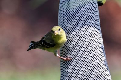 Close-up of bird perching