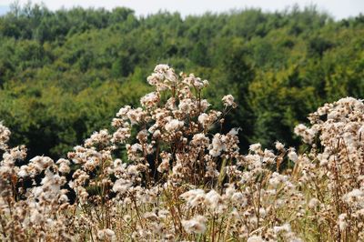 Close-up of fresh flowers in field