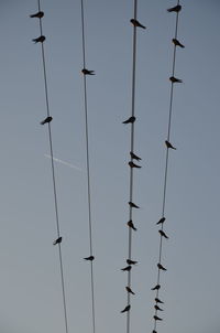 Low angle view of silhouette birds perching on cables against sky