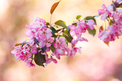 Beautiful background with blossoming branch of pink cherry tree