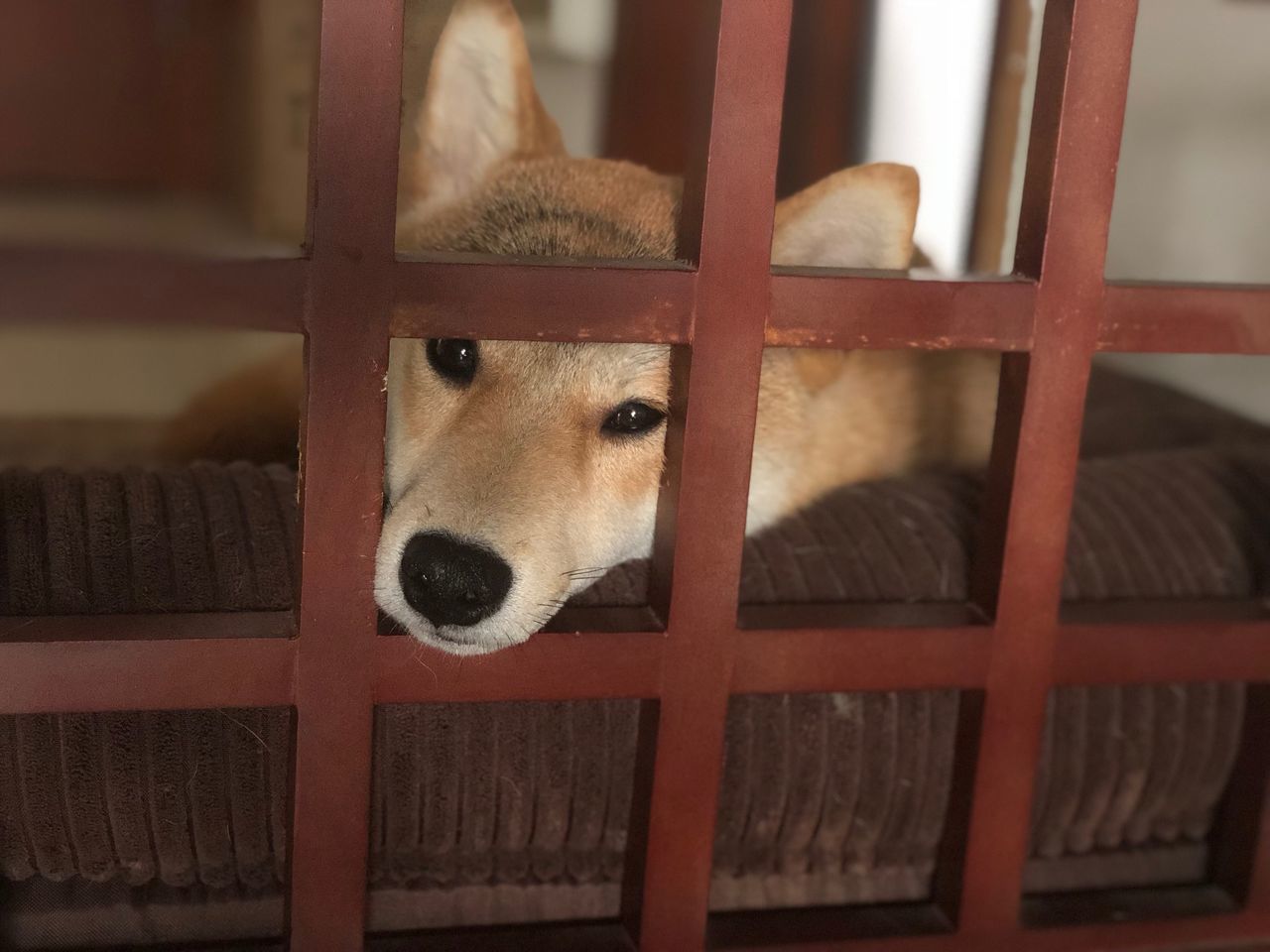 mammal, one animal, animal, dog, animal themes, canine, domestic animals, domestic, pets, vertebrate, no people, animal body part, cage, animal head, indoors, portrait, close-up, animal wildlife, looking at camera, metal