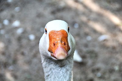 Close-up portrait of bird